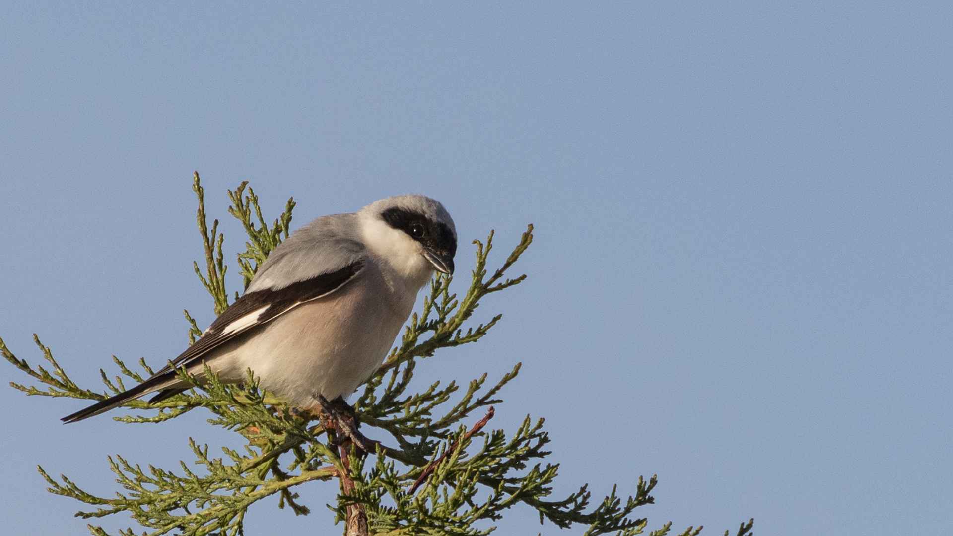 Great Gray Shrike